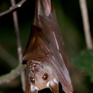 Franquet's epauletted fruit bat (Epomops franqueti)