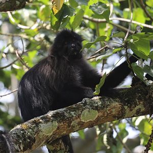 Uganda mangabey (Lophocebus ugandae)