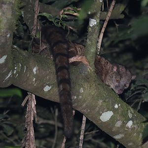 African palm civet (Nandinia binotata)