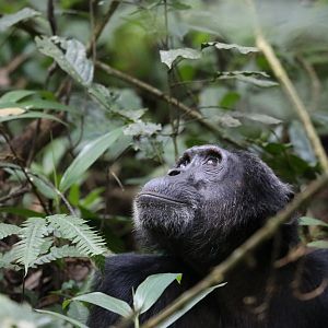 chimpanzee (Pan troglodytes)