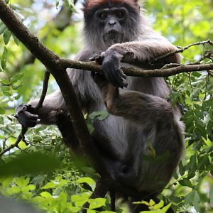 Ugandan red colobus (Piliocolobus tephrosceles)
