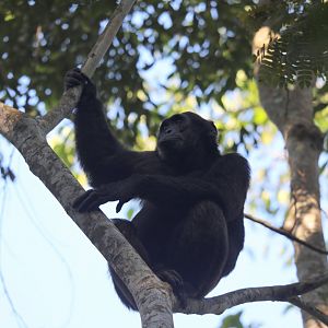 chimpanzee (Pan troglodytes)