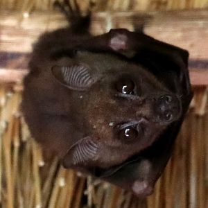 Angolan rousette (Myonycteris angolensis)