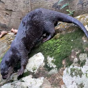 spotted-necked otter (Hydrictis maculicollis)