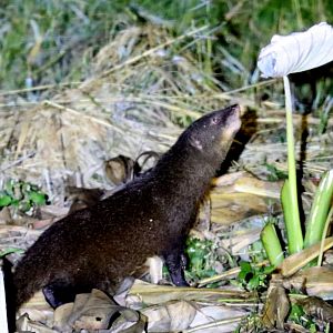 marsh mongoose (Atilax paludinosus),