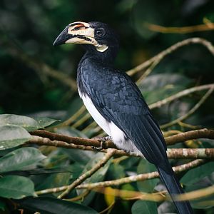African Pied Hornbill
