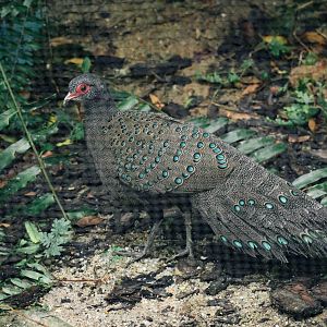 Germain's Peacock Pheasant