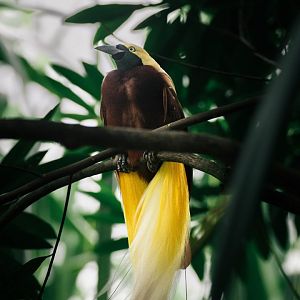 Lesser Bird of Paradise