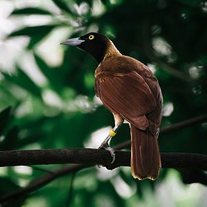 Lesser Bird of Paradise (immature)