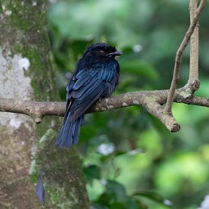 Greater Racket Tailed Drongo