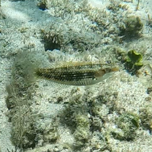 Cheek-ring Wrasse (Halichoeres miniatus)