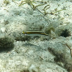 Lined Monocle-bream (Scolopsis lineatus)