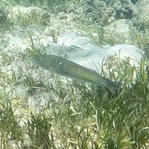 Cigar Wrasse (Cheilio inermis)