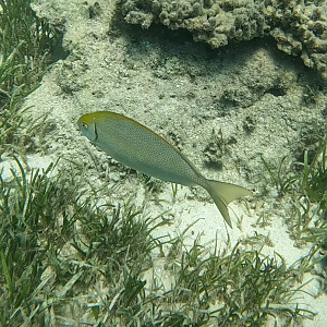 Black Rabbitfish (Siganus fuscescens)
