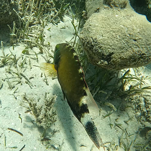 Floral Maori Wrasse (Cheilinus chlorurus)