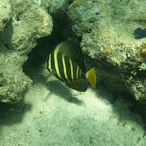 Pacific Sailfin Tang (Zebrasoma velifer)