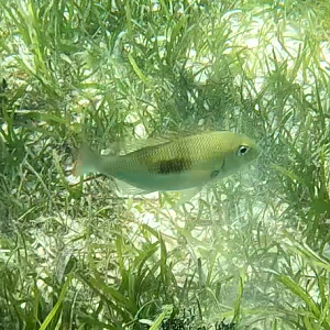 Thumbprint Emperor (Lethrinus harak)