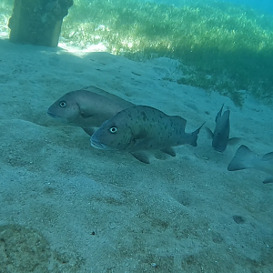 Slaty Sweetlips (Diagramma (pictum) labiosum)