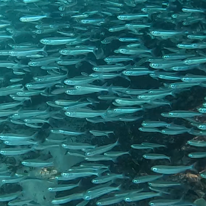 Silverside species (Atherinomorus sp.)