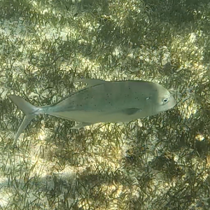 Brassy Trevally (Caranx papuensis)
