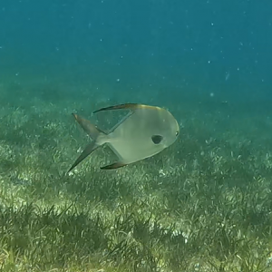 Snubnose Dart (Trachinotus blochii)