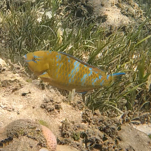 Blue-barred Parrotfish (Scarus ghobban)