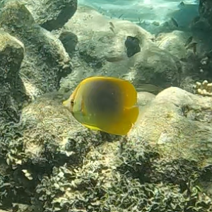 Goldstripe Butterflyfish (Chaetodon aureofasciatus)