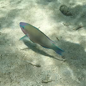 Palenose Parrotfish (Scarus psittacus)
