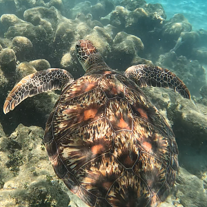 Green Sea Turtle (Chelonia mydas)