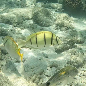 Convict Tang (Acanthurus triostegus)