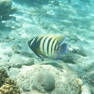 Sixbar Angelfish (Pomacanthus sexstriatus)