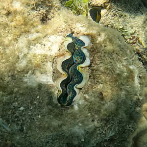 Boring Giant Clam (Tridacna crocea)