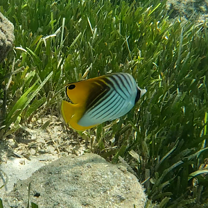 Threadfin Butterflyfish (Chaetodon auriga)