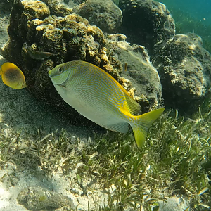 Hybrid rabbitfish (Siganus doliatus x lineatus)