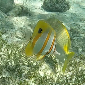 Copperband Butterflyfish (Chelmon rostratus)