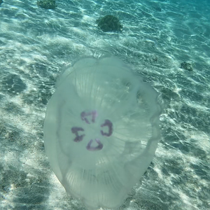 Moon Jelly (Aurelia sp.)