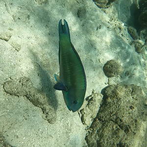 Steephead Parrotfish (Chlorurus microrhinos) - transitional phase
