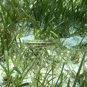 Threadfin Emperor (Lethrinus genivittatus)