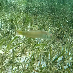 Collared Razorfish (Cymolutes torquatus)