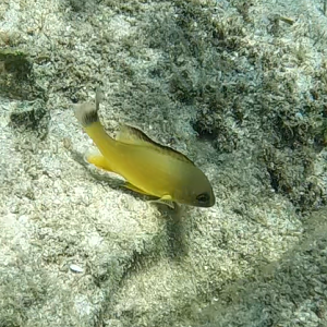 Blacktail Snapper (Lutjanus fulvus)