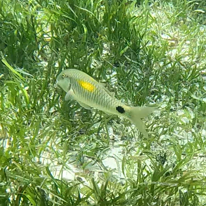 Yellowspot Goatfish (Parupeneus indicus)