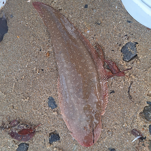 Lemon Tongue Sole (Paraplagusia bilineata)