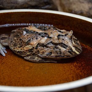 Ceratophrys cranwelli?