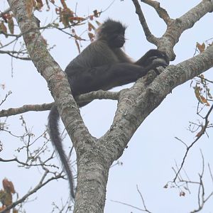 Johnston's mangabey (Lophocebus johnstoni)