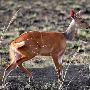 Cape bushbuck (Tragelaphus sylvaticus sylvaticus)