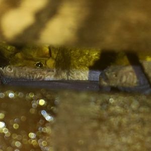 Angolan free-tailed bat (Mops condylurus)