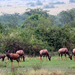 Uganda Topi (Damaliscus lunatus jimela)