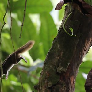 Boehm's bush squirrel (Paraxerus boehmi)