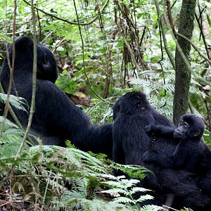 mountain gorilla (Gorilla beringei beringei)