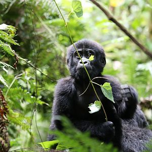 mountain gorilla (Gorilla beringei beringei)